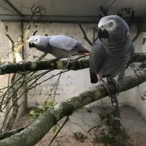 African Grey Parrots for Sale [Pair]