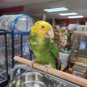 Amazon Parrot for Sale [Adult Male]