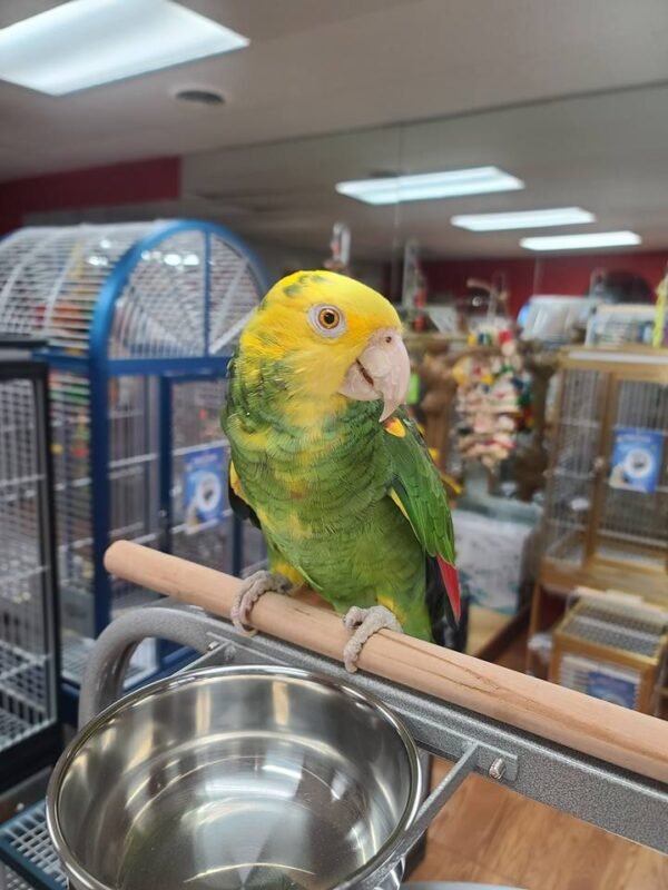 Amazon Parrot for Sale [Adult Male]