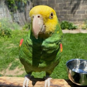 Amazon Parrot for Sale [Adult Female]