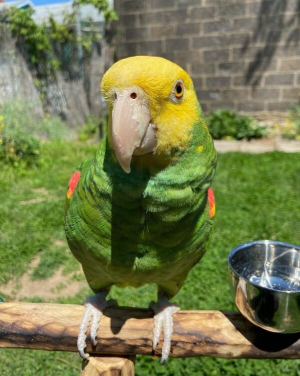 Amazon Parrot for Sale [Adult Female]