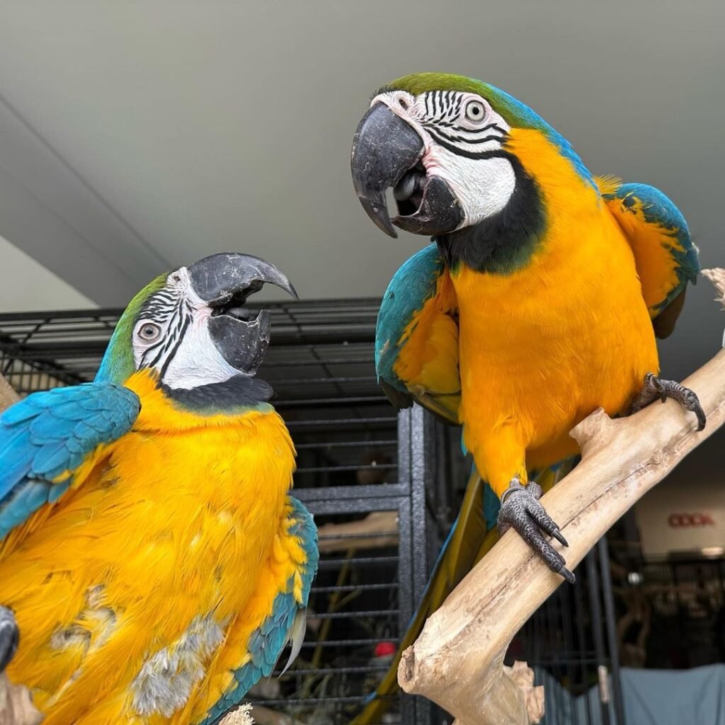 Blue and Gold Macaws for Sale [Pair] Parrot FarmHouse