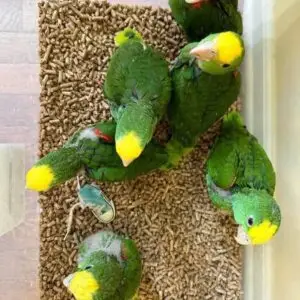 Amazons Babies for Sale [1-3 months]