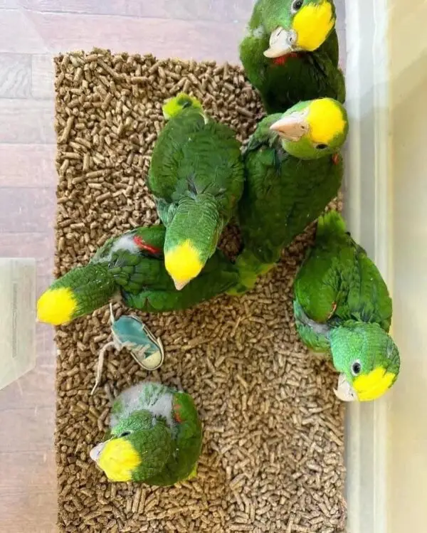 Amazons Babies for Sale [1-3 months]
