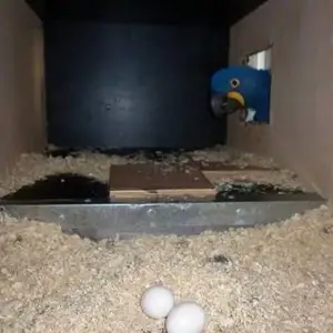 Hyacinth Macaw Parrot Eggs for Sale