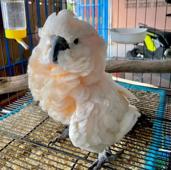 Cockatoo Parrot for Sale [Female]