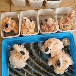 Cockatoo Parrot Babies for Sale