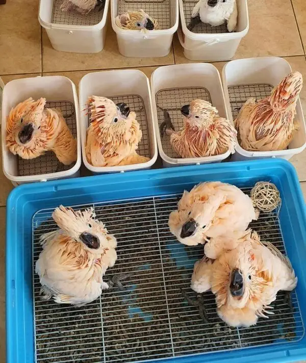 Cockatoo Parrot Babies for Sale
