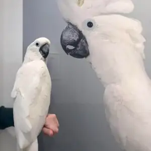 Cockatoo Parrots for Sale [Pair]