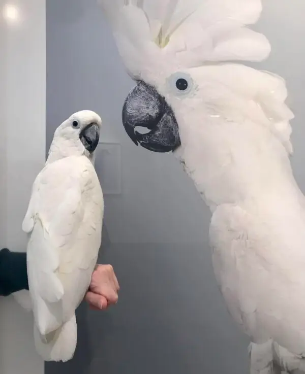 Cockatoo Parrots for Sale [Pair]