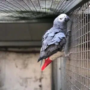 African Grey Parrots for Sale [Female]