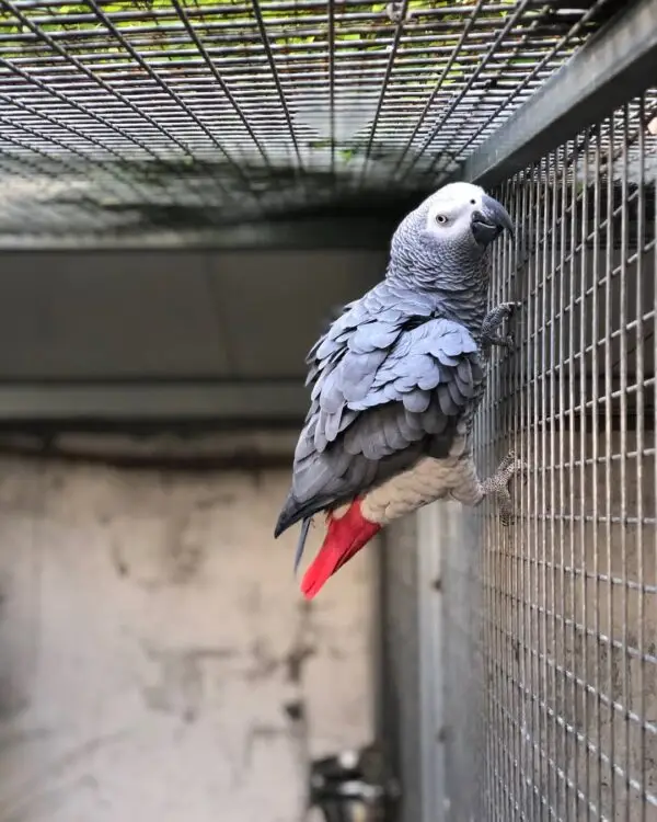 African Grey Parrots for Sale [Female]