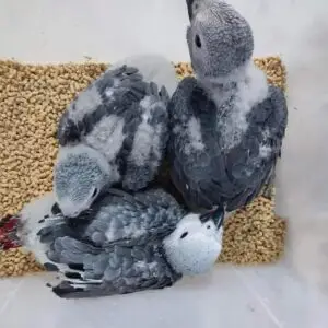 African Grey Parrot Babies for Sale
