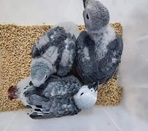 African Grey Parrot Babies for Sale