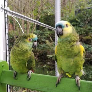 Amazon Parrot for Sale [Adult Pair]