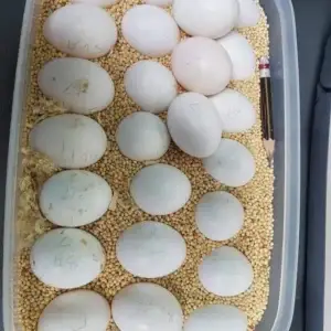 Fertile Amazon Parrot Eggs for Sale