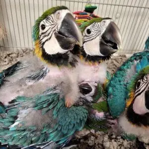 Blue and Gold Macaw Babies for Sale