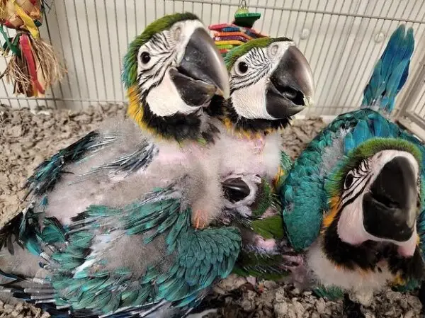 Blue and Gold Macaw Babies for Sale