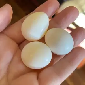 Fertile Cockatoo Parrot Eggs for Sale