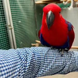 Eclectus Parrot for Sale [Adult Male]