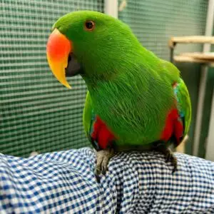 Eclectus Parrot for Sale [Female]