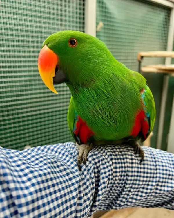 Eclectus Parrot for Sale [Female]