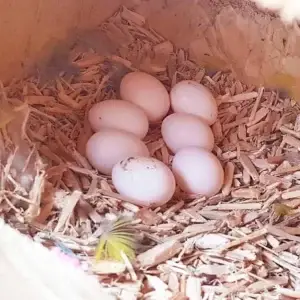 Fertile Eclectus Parrot Eggs for Sale