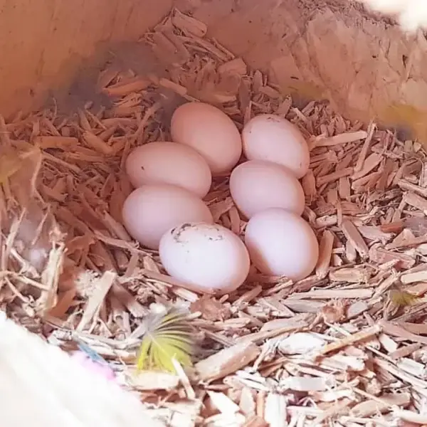 Fertile Eclectus Parrot Eggs for Sale
