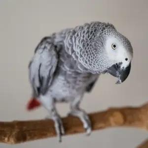 African Grey Parrots for Sale [Male]