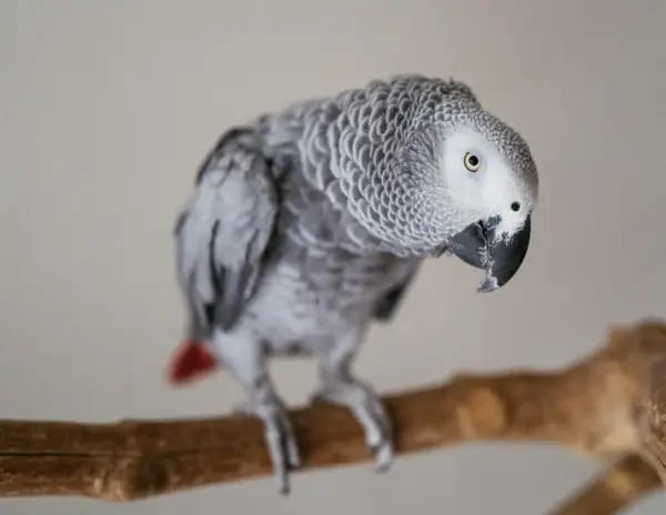 African Grey Parrots for Sale [Male]