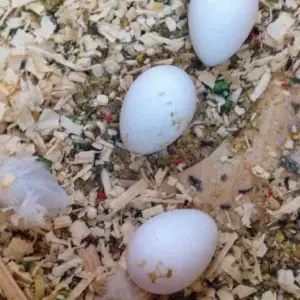 Blue & Gold Macaw Parrot Eggs for Sale