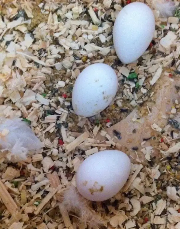 Blue & Gold Macaw Parrot Eggs for Sale