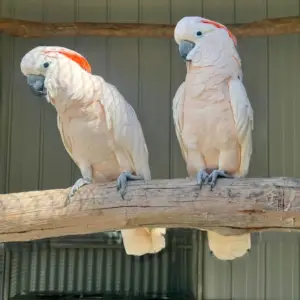 Cockatoo Parrot for Sale [Adult Pair]