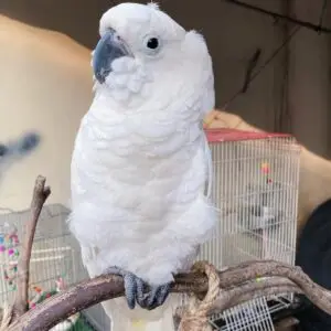 Cockatoo Parrot for Sale [Adult Male]
