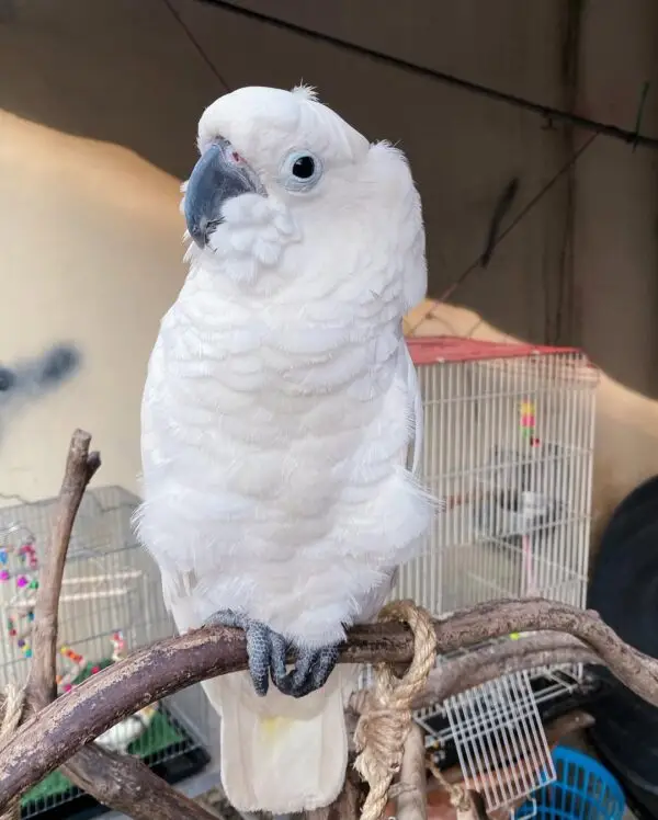 Cockatoo Parrot for Sale [Adult Male]
