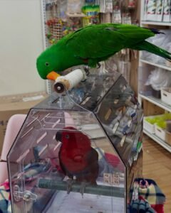 Eclectus Parrot