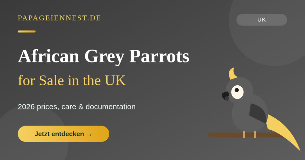 African Grey Parrots for Sale UK 2026 Hand-Reared