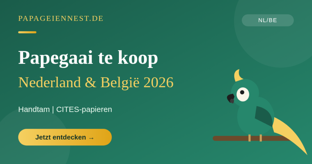 Papegaai te koop 2026 | Tamme papegaaien & eieren (NL/BE)
