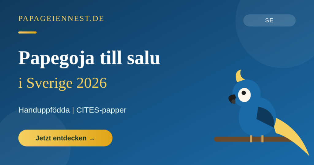 Papegoja till salu 2026 | Tama papegojor & ägg