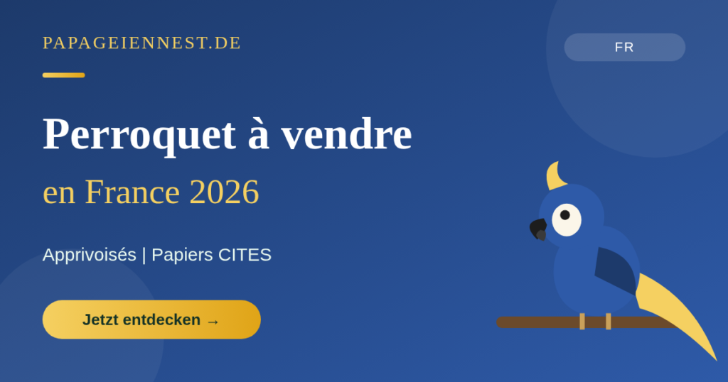 Perroquet à vendre 2026 | Perroquets apprivoisés & sains