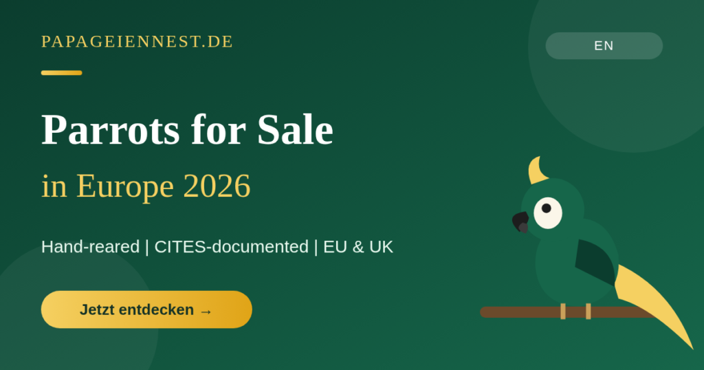 featured-01-parrots-for-sale-europe